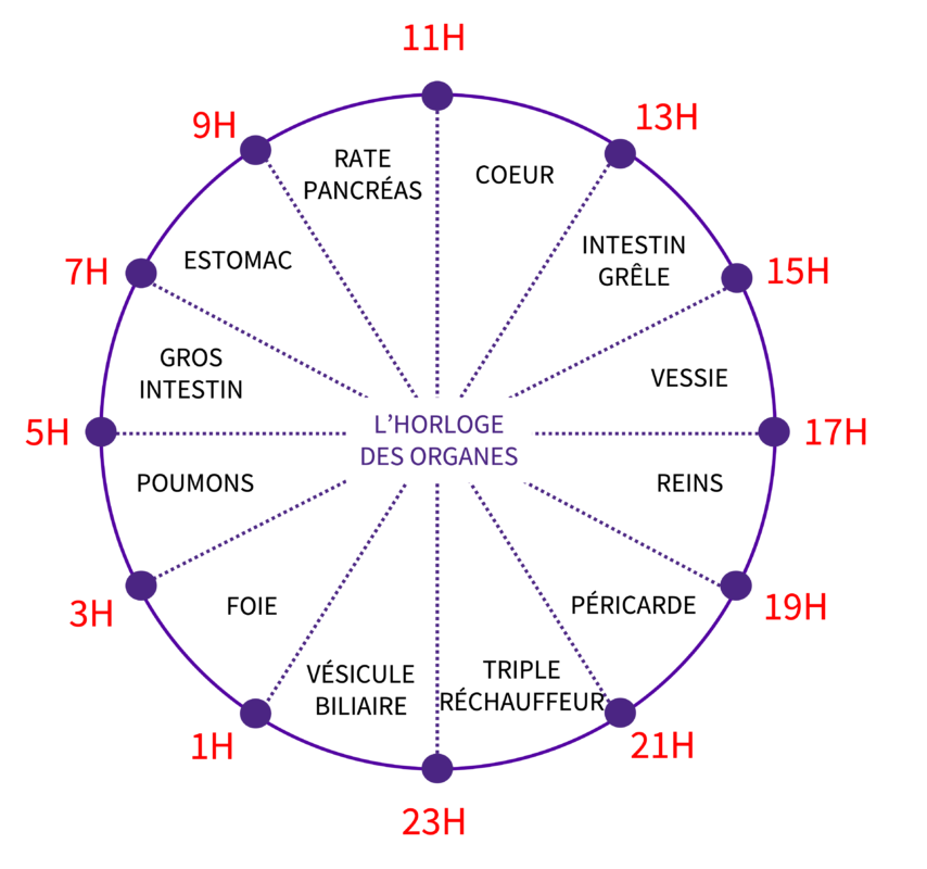 cercle divisé avec des tranches horaires et des organes. explications TCM