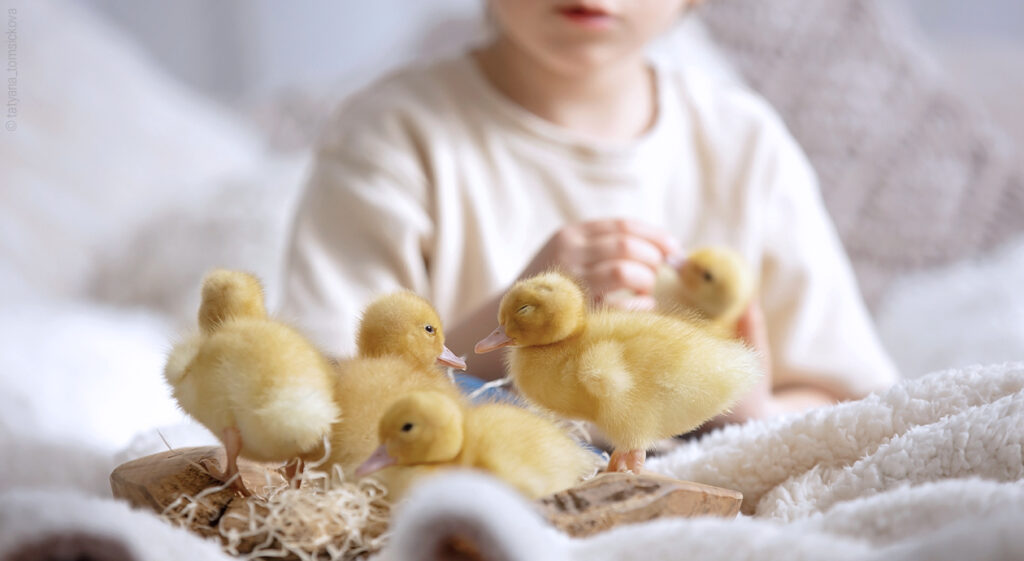 Photo : des poussins en premier plan et en deuxième plan un enfant