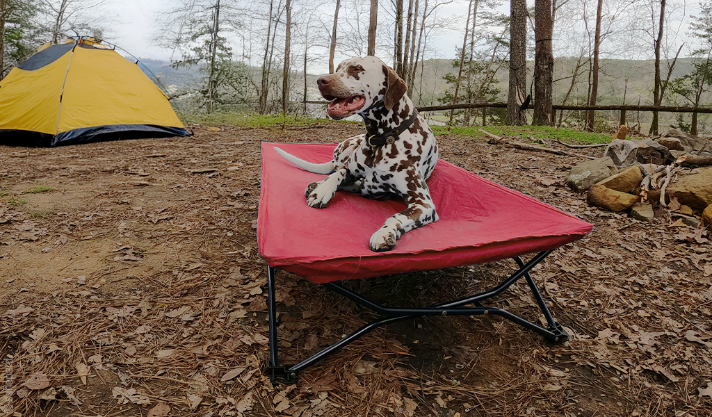 Photo : chien sur un lit d'appoint dans une forêt
