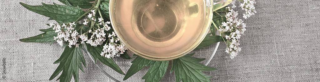 Photo : Une tasse de tisane et des plantes font office de sous-tasse